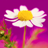 david cook cheltenham photographer chamomile