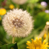 david cook cheltenham photographer bss dandelion