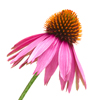 david cook cheltenham photographer bss echinacea flower 1