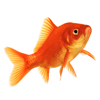 david cook cheltenham photographer goldfish 1