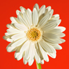 david cook cheltenham photographer white gerbera