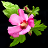 david cook cheltenham photographer hibiscus