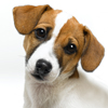 david cook cheltenham photographer jack russell 