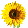 david cook cheltenham photographer sunflower