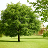 oak tree Pittville Park Cheltenham