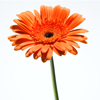 orange gerbera stem